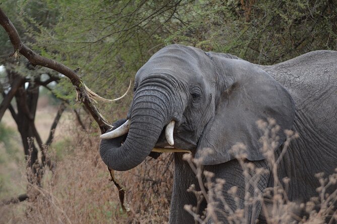 4 Days Tanzania Lodge Safari With Two Nights at Serengeti - The Private Format and Guide Quality