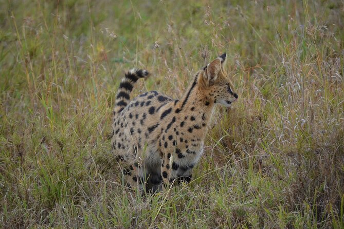 4 Days Tanzania Lodge Safari With Two Nights at Serengeti - Meals, Lodging, and Daily Comfort