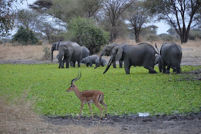 4 Days Tanzania Lodge Safari With Two Nights at Serengeti - Is the 24-Hour Cancellation Window Useful?
