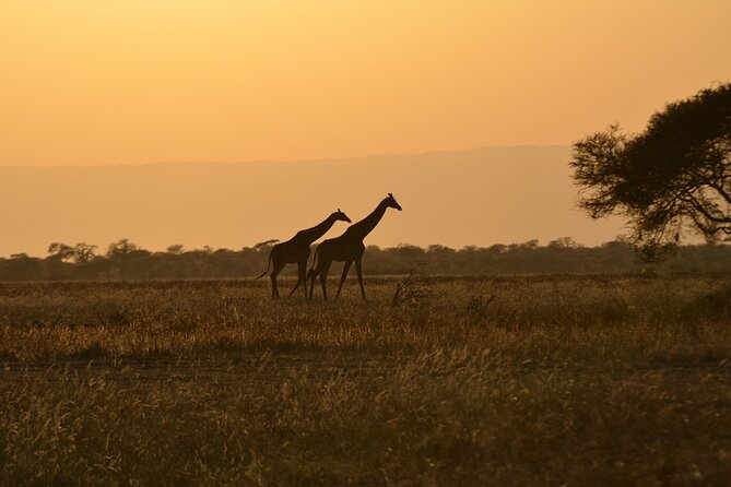 4 Days Tanzania Lodge Safari With Two Nights at Serengeti - Day Two: Crossing Karatu and Entering the Serengeti