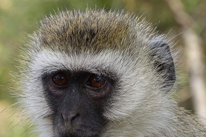 4 Days Tanzania Luxury Safari - Why this four-day route makes sense
