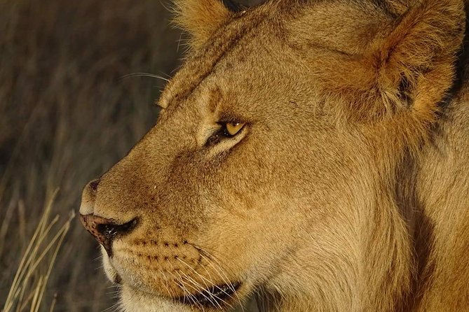 4 Days Tanzania Luxury Safari - What to confirm before you go