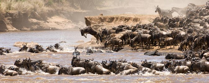4 Days Tanzania Luxury Safari Serengeti and Ngorongoro Crater - Day 2: A full Seronera game drive