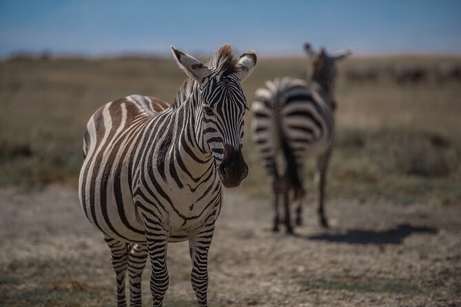 4 Days Tanzania Mid Range Lodge Safari - Day one: Lake Manyara and the Great Rift Wall