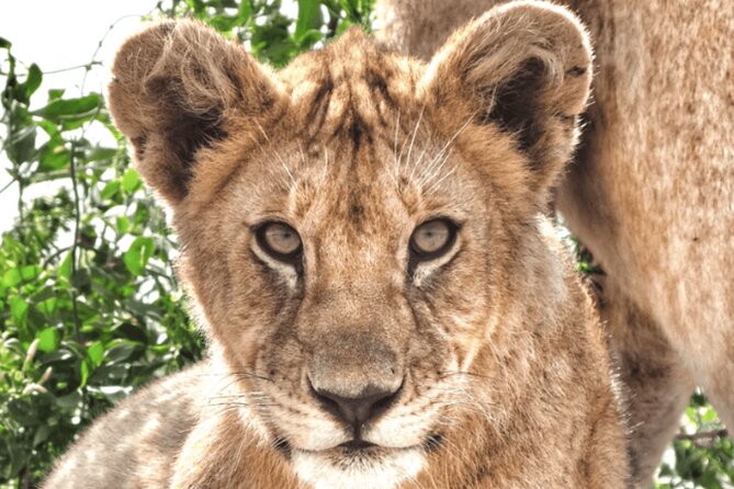 4 Days Tanzania National Parks Private Safari from Zanzibar - Leaving Zanzibar for Tanzania’s northern parks