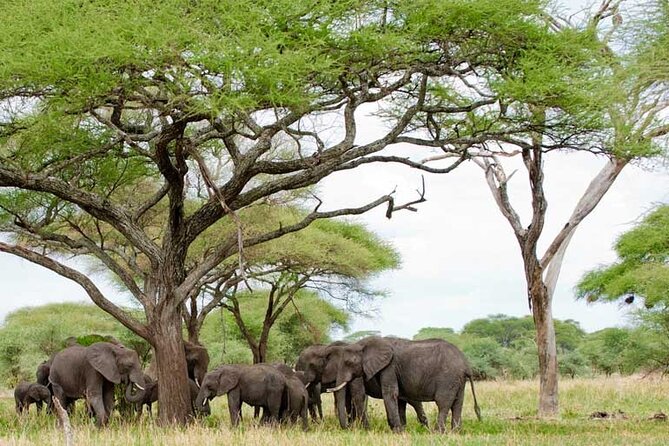 4 Days Tanzania National Parks Private Safari from Zanzibar - Day four: descending into Ngorongoro Crater