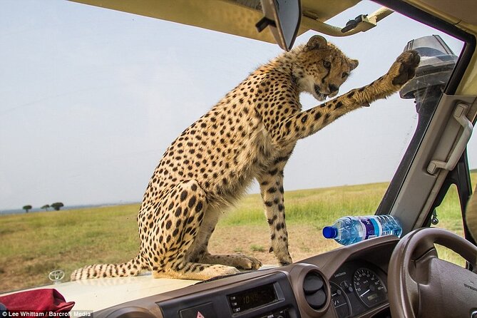 4 Days Tanzania National Parks Private Safari from Zanzibar - What the private format really adds