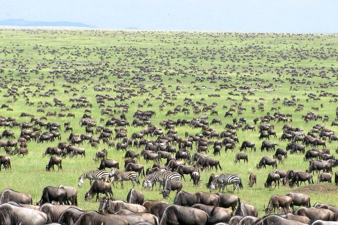 4 Days Tanzania National Parks Private Safari from Zanzibar - Meals, lodges, and what to pack