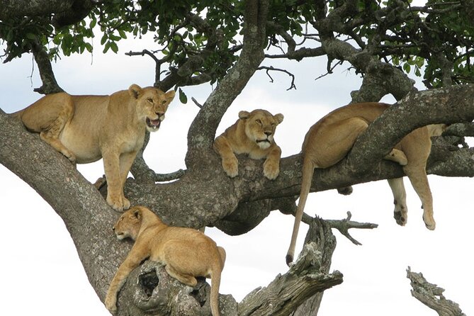 4 Days Tanzania National Parks Private Safari from Zanzibar - Who will get the most from this safari