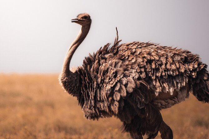 4 Days Tanzania Private Lodge Safari - Who will enjoy this safari most