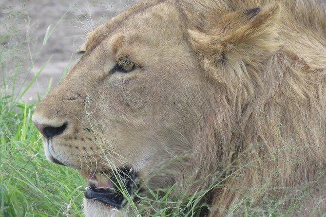 4 Days Tanzania Private Safari | Serengeti , Ngorongoro & Tarangire Safari - The Long Road to Serengeti