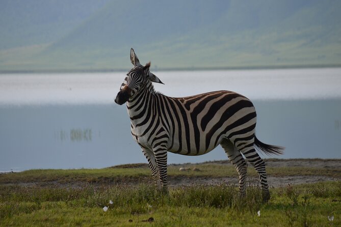 4 Days Tanzania Private safari to Serengeti ,ngorongoro crater and Tarangire - What this four-day route does well