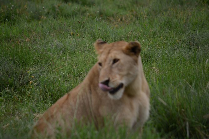 4 Days Tanzania Private safari to Serengeti ,ngorongoro crater and Tarangire - The private jeep, guide, and chef