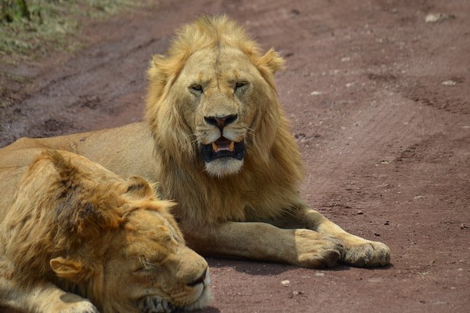 4 Days Tanzania Private safari to Serengeti ,ngorongoro crater and Tarangire - Accommodation and camping comfort