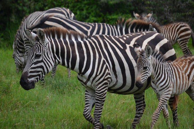 4 Days Tanzania Private safari to Serengeti ,ngorongoro crater and Tarangire - Is $3,200 good value for two?