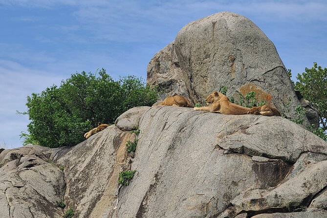 4 Days Tanzania Safari - Three parks, four days, and a lot of road