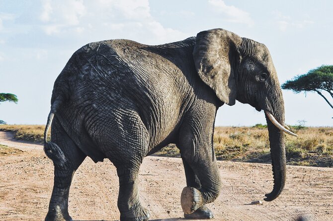4 Days Tanzania Safari - Day 3: Sunrise in the Serengeti, then the long plains