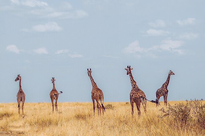 4 Days Tanzania Safari - Day 4: Descending 600 meters into Ngorongoro Crater