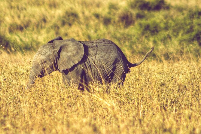 4 Days Tanzania Safari - What the package includes, and what it does not
