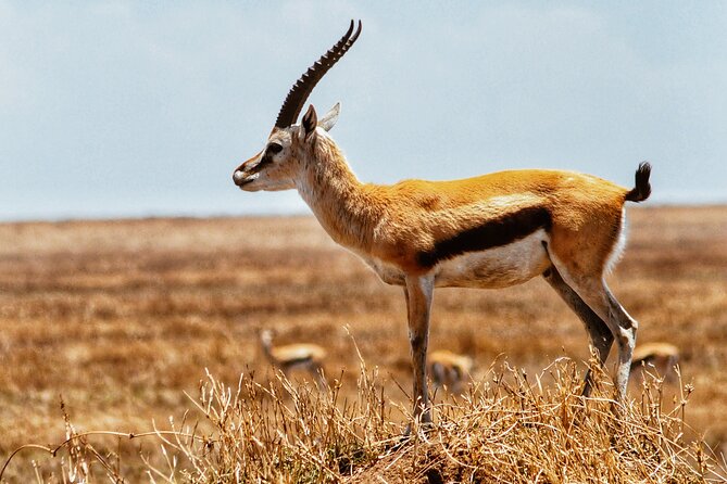 4 Days Tanzania Safari - How good is the $2,750.30 value?