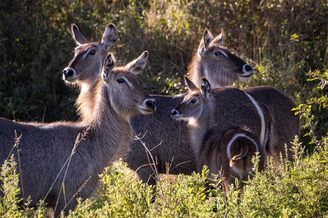4 Days Tanzania Safari Experience - Day 1: Arriving in Arusha before the early start