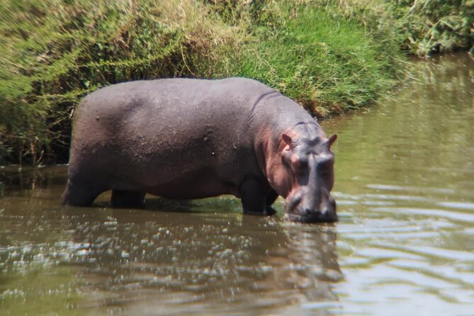 4 Days Tanzania Safari Experience - Day 3: Two Serengeti game drives in one day