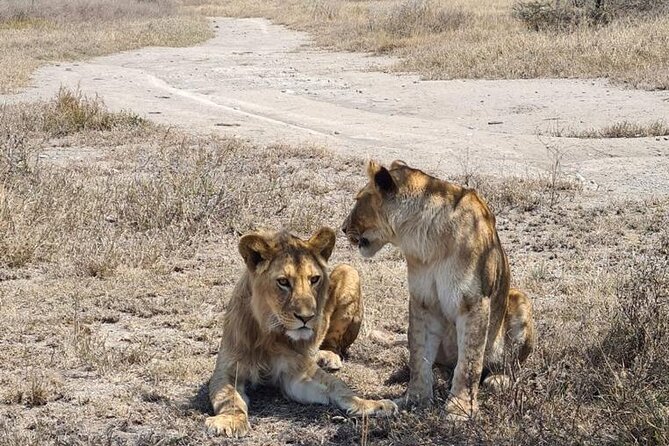 4 Days Tanzania Safari Experience - Day 4: Into Ngorongoro at 6:15 a.m.