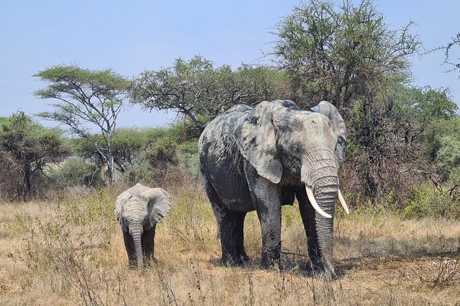 4 Days Tanzania Safari Experience - The guide can shape the whole experience
