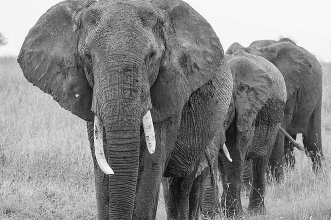 4 Days Tanzania Safari Tarangire, Serengeti and Ngorongoro Crater - Day 4: Five to six hours inside Ngorongoro Crater