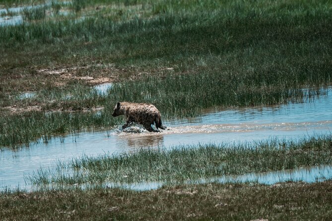 4 Days Tarangire, Serengeti and Ngorongoro Crater Camping Safari - Why this four-day route works from Arusha