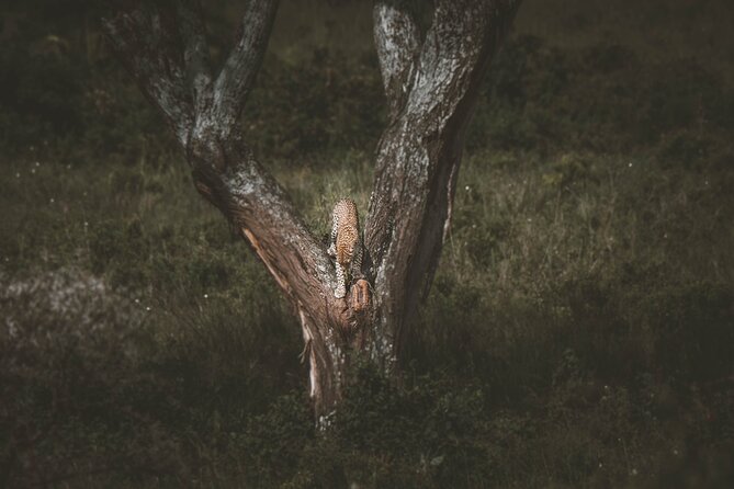 4 Days Tarangire, Serengeti and Ngorongoro Crater Camping Safari - Day 4: Six hours inside Ngorongoro Crater