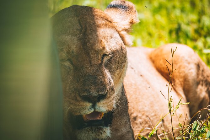 4 Days Tarangire, Serengeti and Ngorongoro Crater Camping Safari - The guides and the human side of the trip