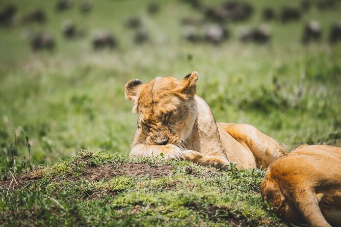4 Days Tarangire, Serengeti and Ngorongoro Crater Camping Safari - Comfort, timing, and the camping question