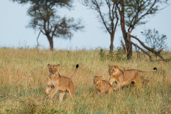 4 Days Tarangire, Serengeti and Ngorongoro Mid-Range Group Safari - Five things to know before you book