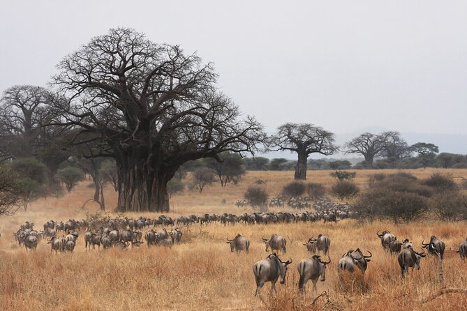 4 Days Tarangire, Serengeti and Ngorongoro Mid-Range Group Safari - What the $1,450 price really gives you