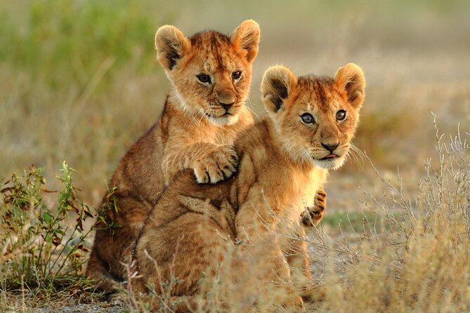 4 Days Tarangire, Serengeti and Ngorongoro Mid-Range Group Safari - The real pace: long days, early starts, and road time