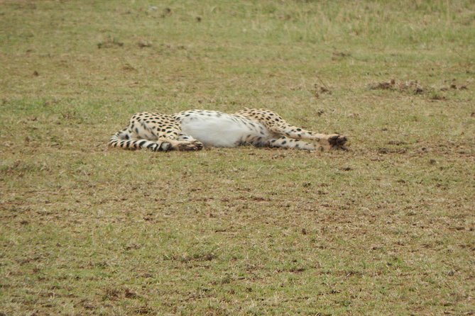 4 days Tarangire, Serengeti & Ngorongoro - Camping, meals, and the real meaning of budget