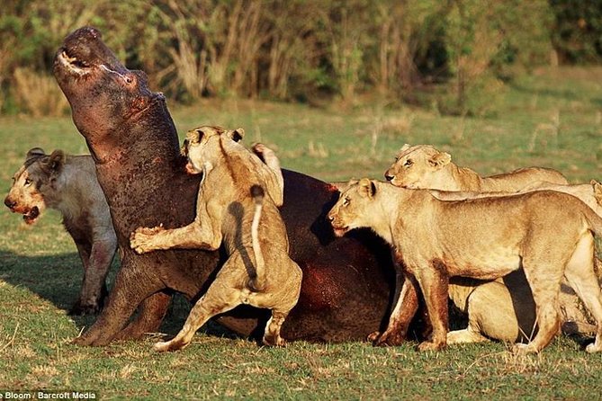 4 Days Tarangire Serengeti Ngorongoro Crater - What the $900 price really covers