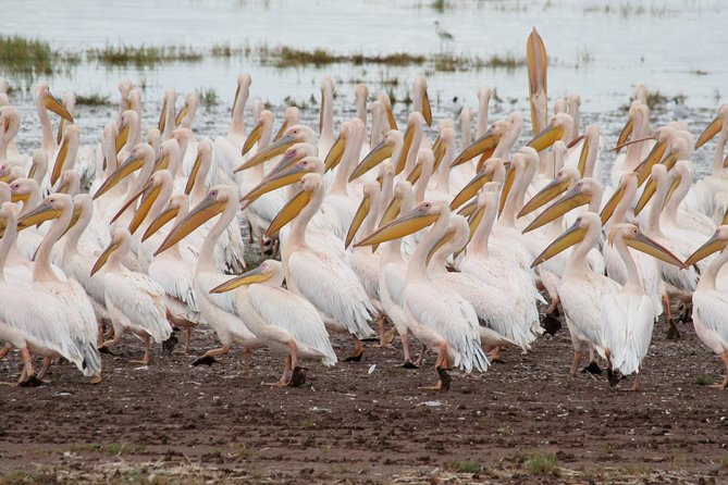 4 Days Tarangire Serengeti Ngorongoro Crater - What to pack and how to pace yourself