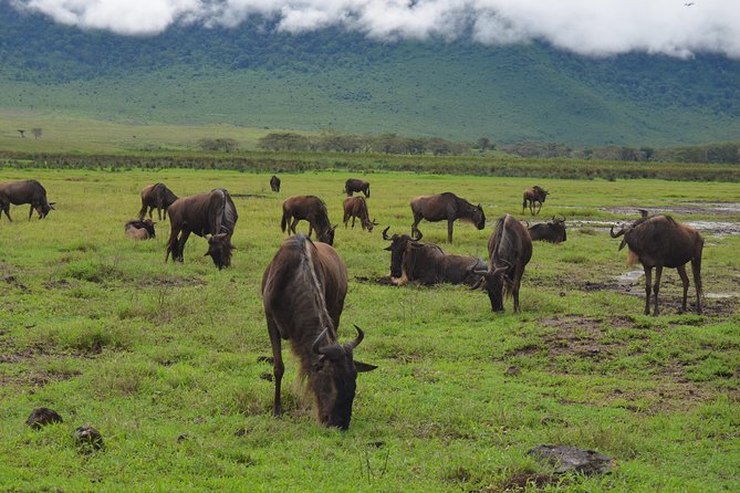 4 Days Tarangire ,Serengeti &Ngorongoro crater group Tour - What this four-day safari is really like