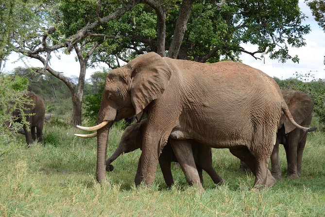 4 Days Tarangire ,Serengeti &Ngorongoro crater group Tour - Day four: Down into the Ngorongoro Crater