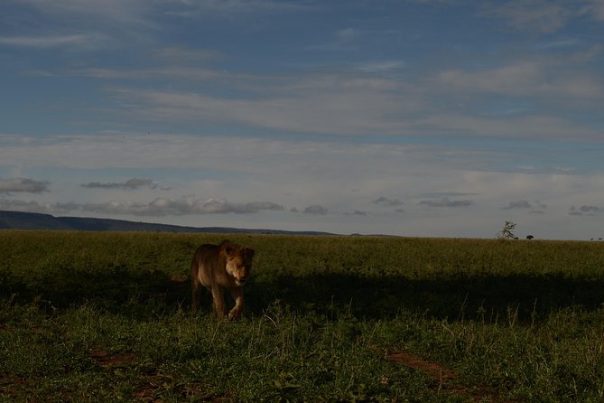 4 Days Tarangire ,Serengeti &Ngorongoro crater group Tour - Day two: Crossing the Rift Valley toward the Serengeti