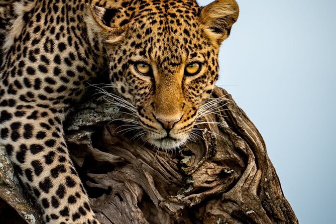 4 Days Tarangire, Serengeti & Ngorongoro Crater Joining Group - Day 1: Elephants and baobabs in Tarangire