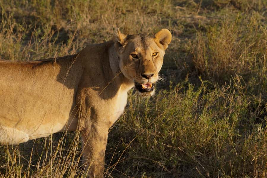4 Days Tarangire, Serengeti, Ngorongoro Group Camping Safari - Day 2: The long road to Serengeti