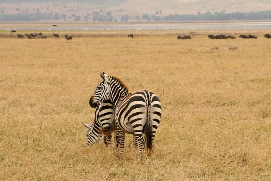 4 Days Tarangire, Serengeti, Ngorongoro Group Camping Safari - Day 1: Tarangire’s elephants and baobab country