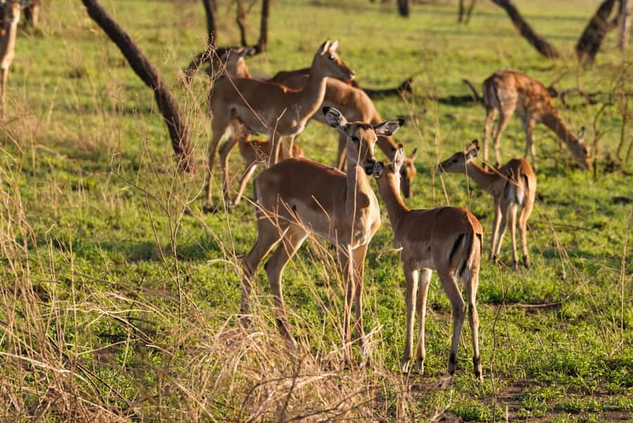 4 Days Tarangire, Serengeti, Ngorongoro Mid-range Safari - The safari in six useful points