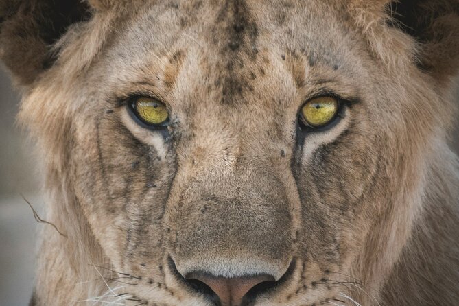 4-Days Tour to Tanzania National parks - Day 3: Early Serengeti wildlife, then Olduvai Gorge