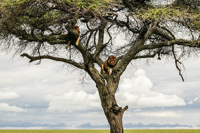 4-Days Tour to Tanzania National parks - The schedule, pickup, and practical details
