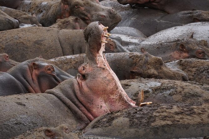 4 Days Wildlife Tanzania Adventure - The guides and cooks can shape the whole trip