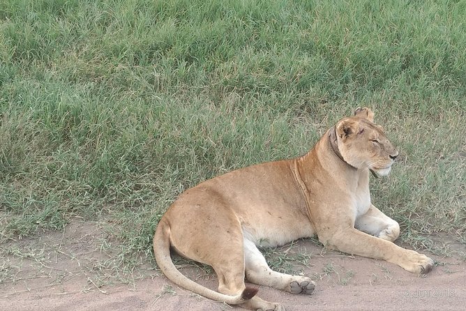 4day's Safari - What Makes the Four-Day Format Useful